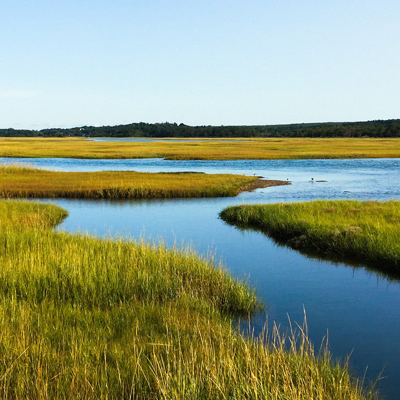 salt marsh habitat