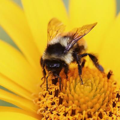 bumble bee on yellow flower
