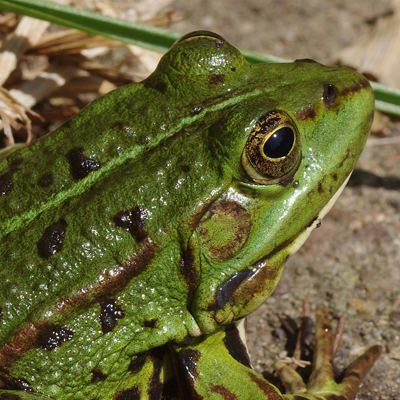 green frog
