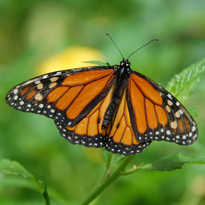 orange monarch butterfly