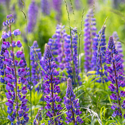 purple lupin