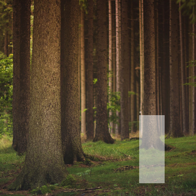 rectangular tree trunks