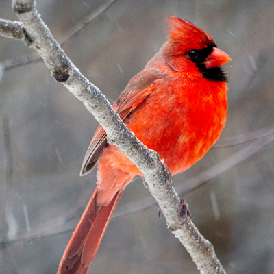 red male cardinal