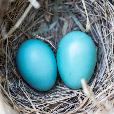 robin eggs nest
