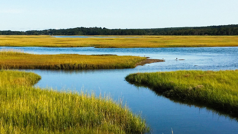 salt marsh