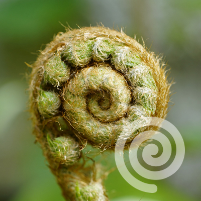 spiral - fiddlehead