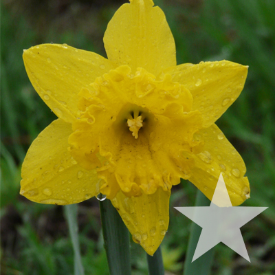 star shaped yellow daffodil 