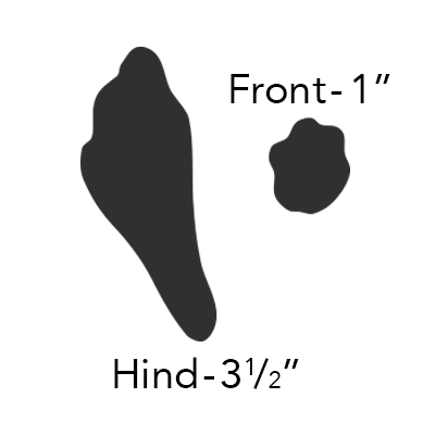 cottontail rabbit tracks