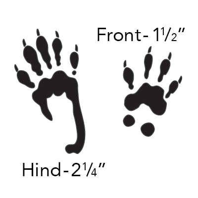 gray squirrel tracks