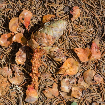 pine cone scraps