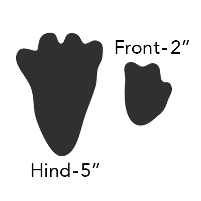 snowshoe hare tracks