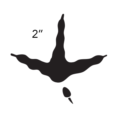 ruffed grouse tracks