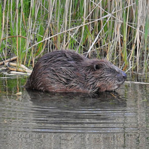 beaver