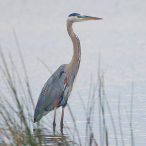 blue-heron