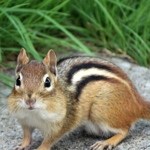 chipmunk