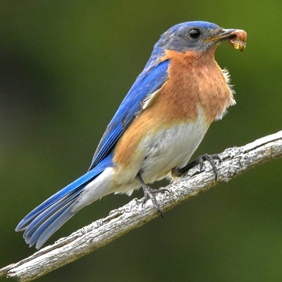 eastern bluebird