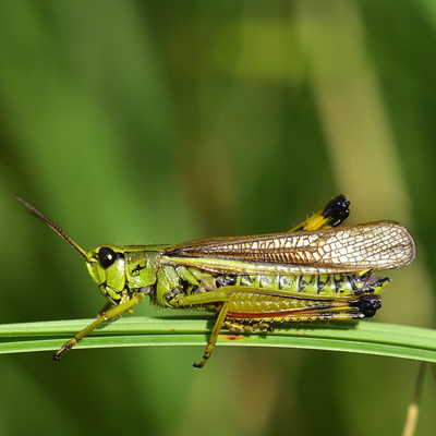 grasshopper