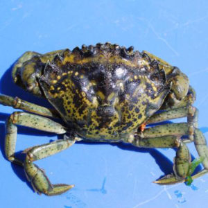 green crab