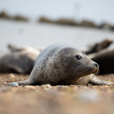 harbor seal
