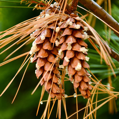 pine cone
