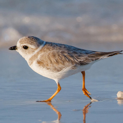 piping plover