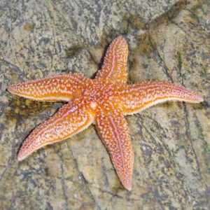 sea star