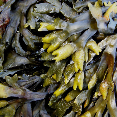 sea weed