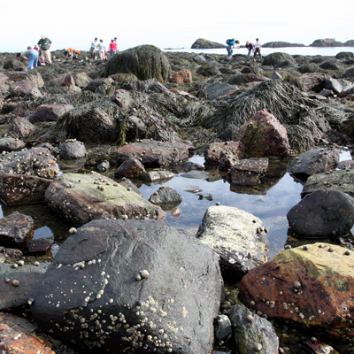 tide pooling
