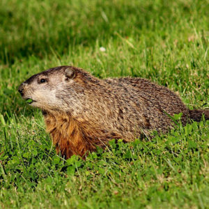 woodchuck