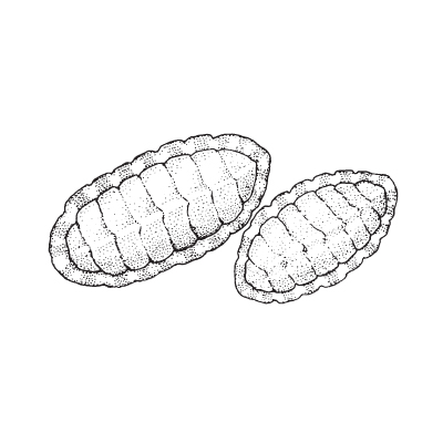 Chiton