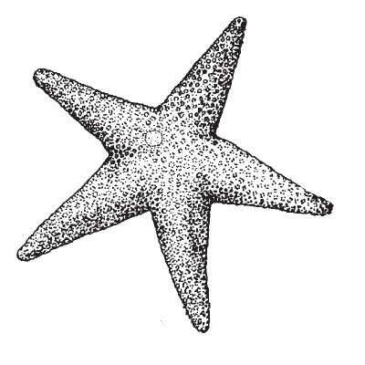 Sea Star
