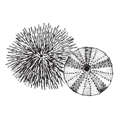 Urchin