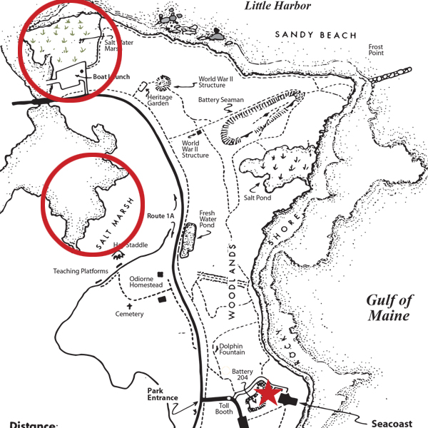 salt marsh habitat map